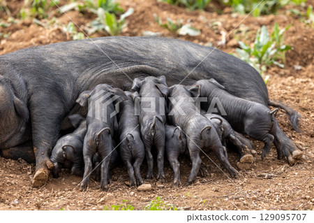 Piglets of the native Majorcan breed Porc Negre Mallorqui also the Majorcan Black Pig are suckled by their mother in Mallorca, Balearic Islands, Spain 129095707