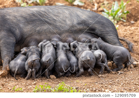 Piglets of the native Majorcan breed Porc Negre Mallorqui also the Majorcan Black Pig are suckled by their mother in Mallorca, Balearic Islands, Spain 129095709