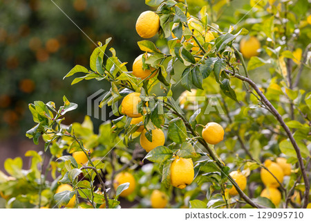 Lemon tree with lemon fruits in Majorca, Mallorca, Balearic Islands, Spain, Europe 129095710