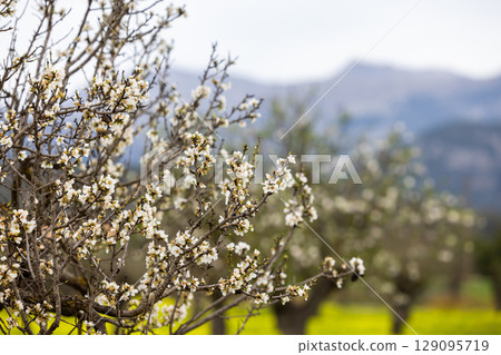 Blossoming almond trees in front of the Serra de Tramuntana mountains, Majorca, Mallorca, Balearic Islands, Spain, Europe 129095719