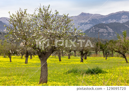 Blossoming almond trees in front of the Serra de Tramuntana mountains, Majorca, Mallorca, Balearic Islands, Spain, Europe 129095720