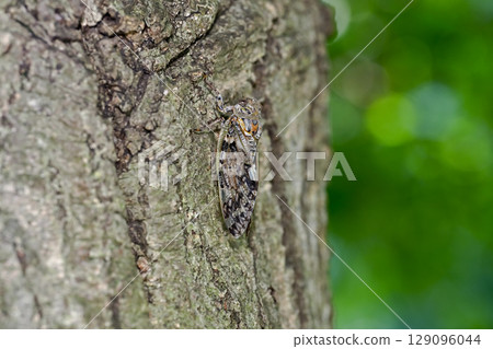 好玩具 好玩具 129096044