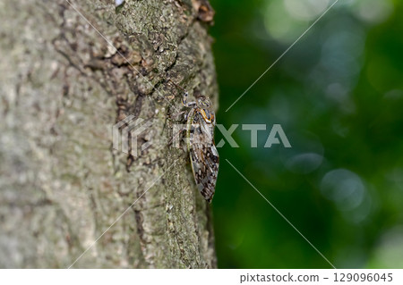 好玩具 好玩具 129096045