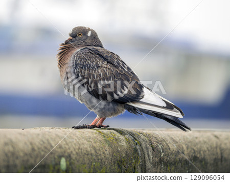 Dowe is perching on a stone fence. Close-up. High res photo Dowe is perching on a stone fence. Close-up. High res photo 129096054