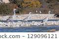 A group of herons standing on the river bank in a natural habitat, capturing a peaceful wildlife moment in nature 129096121