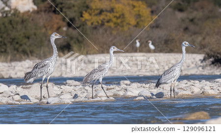 A group of herons standing on the river bank in a natural habitat, capturing a peaceful wildlife moment in nature 129096121