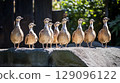 A group of ducks standing together on a rock at a zoo in Thailand, showcasing diverse plumage and natural behavior 129096122