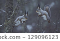 Close-up of a Eurasian red squirrel (Sciurus vulgaris) perched on a snowy branch, showcasing its winter fur and natural forest habitat 129096123