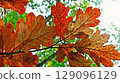 Close-up of colorful autumn oak leaves on a tree branch in a forest, highlighting warm fall tones and seasonal natural beauty 129096129