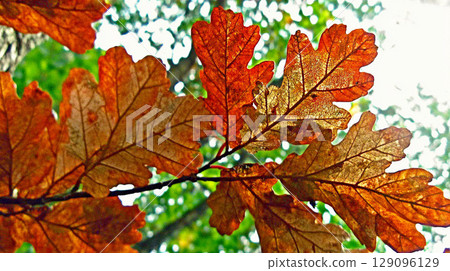 Close-up of colorful autumn oak leaves on a tree branch in a forest, highlighting warm fall tones and seasonal natural beauty 129096129
