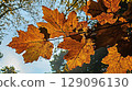 Autumn leaves on tree branch in forest with autumn background 129096130