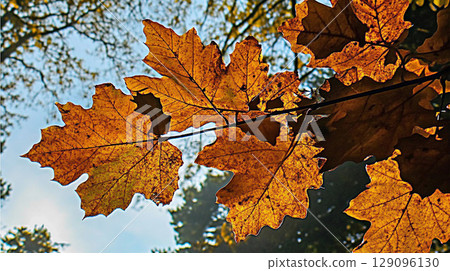 Autumn leaves on tree branch in forest with autumn background Autumn leaves on tree branch in forest with autumn background 129096130
