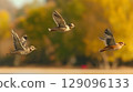 Flying birds over autumn lake with shallow depth of field 129096133