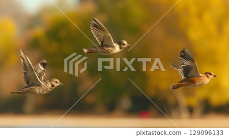 Flying birds over autumn lake with shallow depth of field 129096133