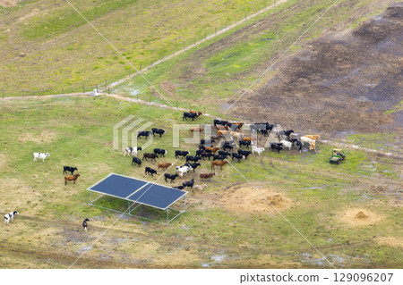 Cattle stockyard with meat cows. Feeding of livestock on farm feedlot in Florida rural area 129096207