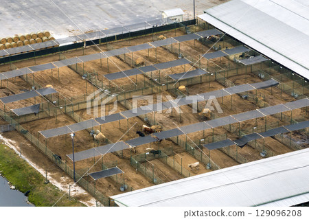 Cattle stockyard with meat cows. Feeding of livestock on farm feedlot in Florida rural area Cattle stockyard with meat cows. Feeding of livestock on farm feedlot in Florida rural area 129096208