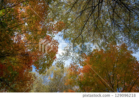 Canopies of yellow forest trees in autumn season. Colorful fall vegetation Canopies of yellow forest trees in autumn season. Colorful fall vegetation 129096218