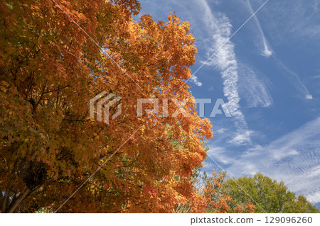 Beautiful autumn landscape in Tennessee mountain forest 129096260