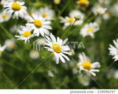 Green field with white daisy or chamomiles flowers 129096297