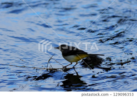 Water current and grey wagtail 129096353