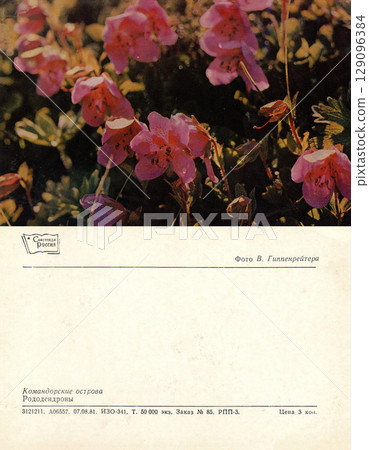 USSR, Russia - circa 1981: Postcard and back of a postcard with a view of the Commander Islands. Rhododendrons. Retro postcard. Inscription in Russian. 129096384