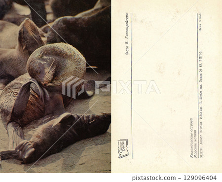 USSR, Russia - circa 1981: Postcard and back of a postcard with a view of the Commander Islands. Navy seals. Retro postcard. Inscription in Russian. 129096404