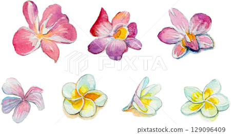 熱帶花卉水彩插圖 熱帶花卉水彩插圖 129096409