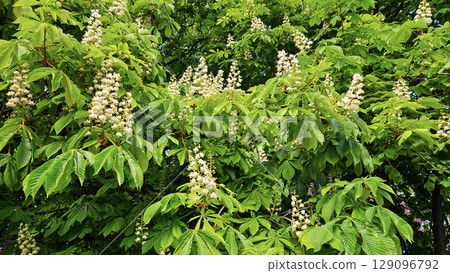 Branches of spring flowering Chestnut with white flowers Branches of spring flowering Chestnut with white flowers 129096792
