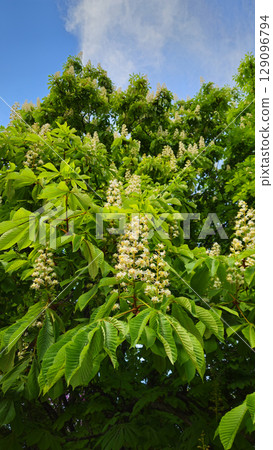Spring flowering Chestnut tree on blue sky background Spring flowering Chestnut tree on blue sky background 129096794