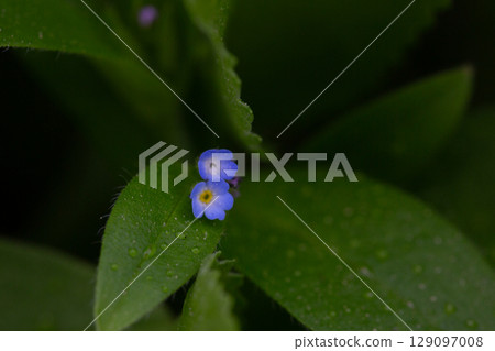 Myosotis sparsiflora flower plant in spring or summer nature outdoor, close-up. 129097008