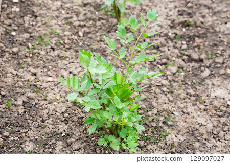 Spices and Herbs, Lovage plant (Levisticum officinale) growing in the garden 129097027