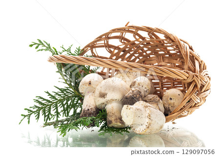 Natural champignon mushrooms in basket on white background 129097056