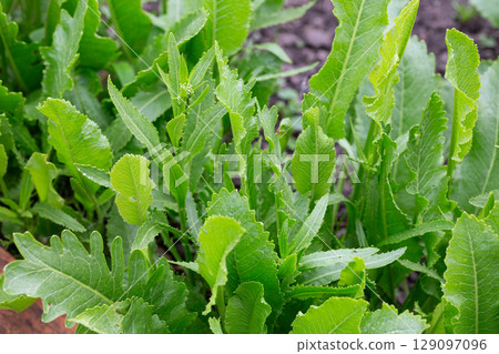 Horseradish with green leaves grows in open organic soil Horseradish with green leaves grows in open organic soil 129097096