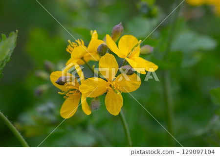 Celandine (Chelidonium majus) with leaves and yellow flowers, growing in the wild close up 129097104