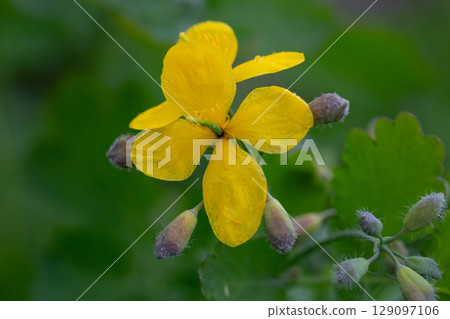 Celandine (Chelidonium majus) with leaves and yellow flowers, growing in the wild close up 129097106