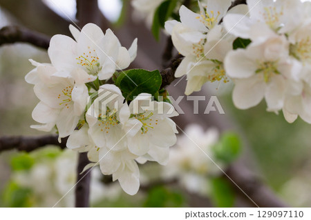 Fluffy and cute white plum blossoms in spring Fluffy and cute white plum blossoms in spring 129097110