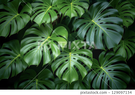 Lush Tropical Monstera Leaves Background. AI generated Lush Tropical Monstera Leaves Background. AI generated 129097134