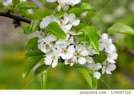 Beautiful pear tree flowers in spring. White bloom of a pear tree. Close up 129097180