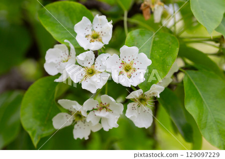 Beautiful pear tree flowers in spring. White bloom of a pear tree. Close up Beautiful pear tree flowers in spring. White bloom of a pear tree. Close up 129097229