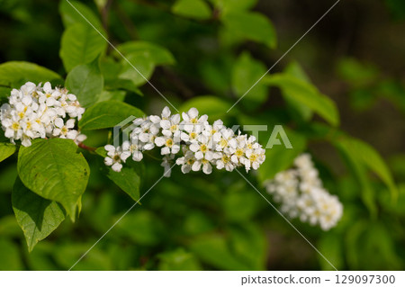 Bird cherry branch with white flowers - Latin name - Prunus padus 129097300
