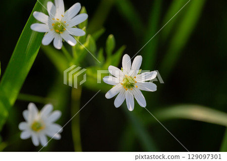 Stellaria holostea. delicate forest flowers of the chickweed, Stellaria holostea or Echte Sternmiere. floral background. white flowers on a natural background. close-up, macro photo 129097301