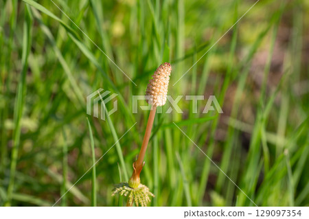 Close-up photo of a fertile shoot (sporangium) of common horsetail (Equisetum arvense). A horsetail flower in a meadow Close-up photo of a fertile shoot (sporangium) of common horsetail (Equisetum arvense). A horsetail flower in a meadow 129097354