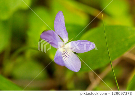 A close-up shot of a light blue dog-violet (Viola Canina) 129097378