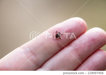 a tick crawls mite on a person's arm, close-up, macro 129097408
