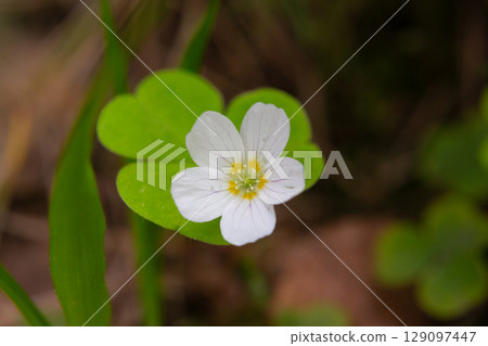 close up of a white flower (OXALIS ACETOSELLA). Small white flowers in the forest in spring. 129097447