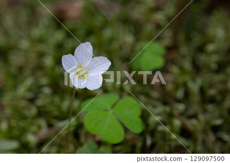 close up of a white flower (OXALIS ACETOSELLA). Small white flowers in the forest in spring. close up of a white flower (OXALIS ACETOSELLA). Small white flowers in the forest in spring. 129097500