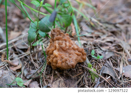 Close-up of a brain mushroom (Gyromitra esculenta). False morel mushroom macro Close-up of a brain mushroom (Gyromitra esculenta). False morel mushroom macro 129097522