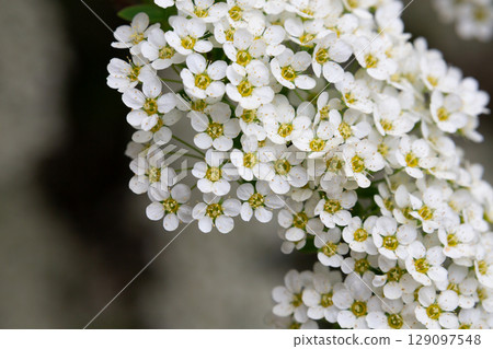 Bird cherry branch with white flowers - Latin name - Prunus padus Bird cherry branch with white flowers - Latin name - Prunus padus 129097548