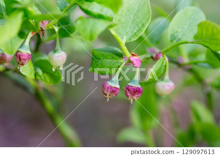 Blueberry blossom, blueberry flowers, wild blueberry, dew on a flower. Small pink buds of wild blueberries on a bush in spring. 129097613