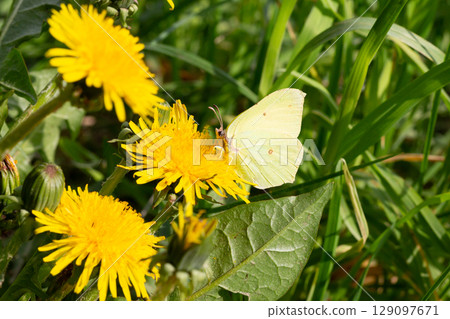 Cabbage butterfly (Pieris brassicae) feeding on a dandelion flower 129097671